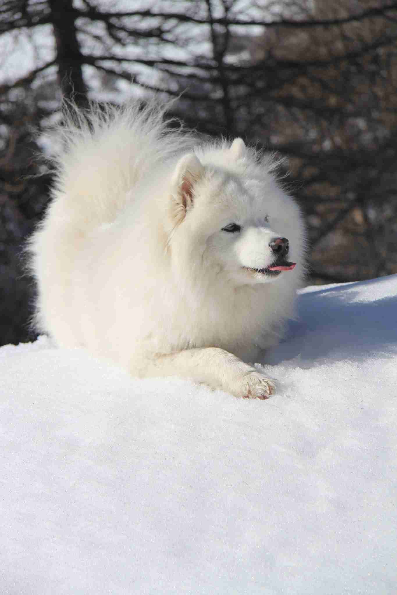 Chienne Samoyède blanche nommée Octavia, allongée sur la neige, la langue légèrement sortie.