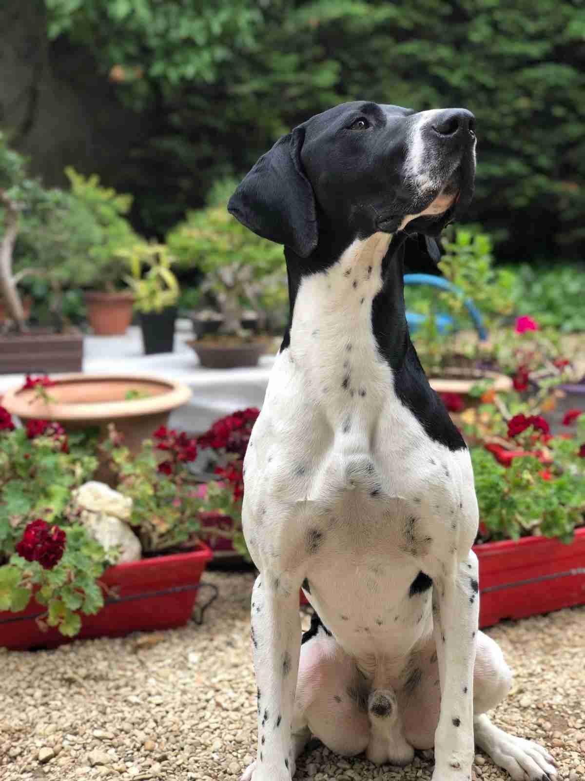 Chien noir et blanc assis sur des graviers, en extérieur, entouré de plantes et de fleurs en pot.
