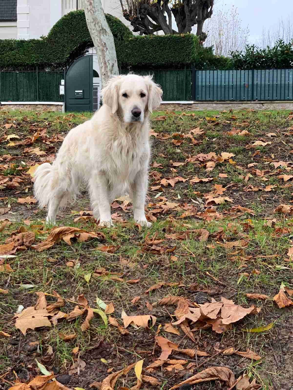 Golden Retriever crème debout dans un parc en automne, entourée de feuilles mortes, regardant l’objectif.