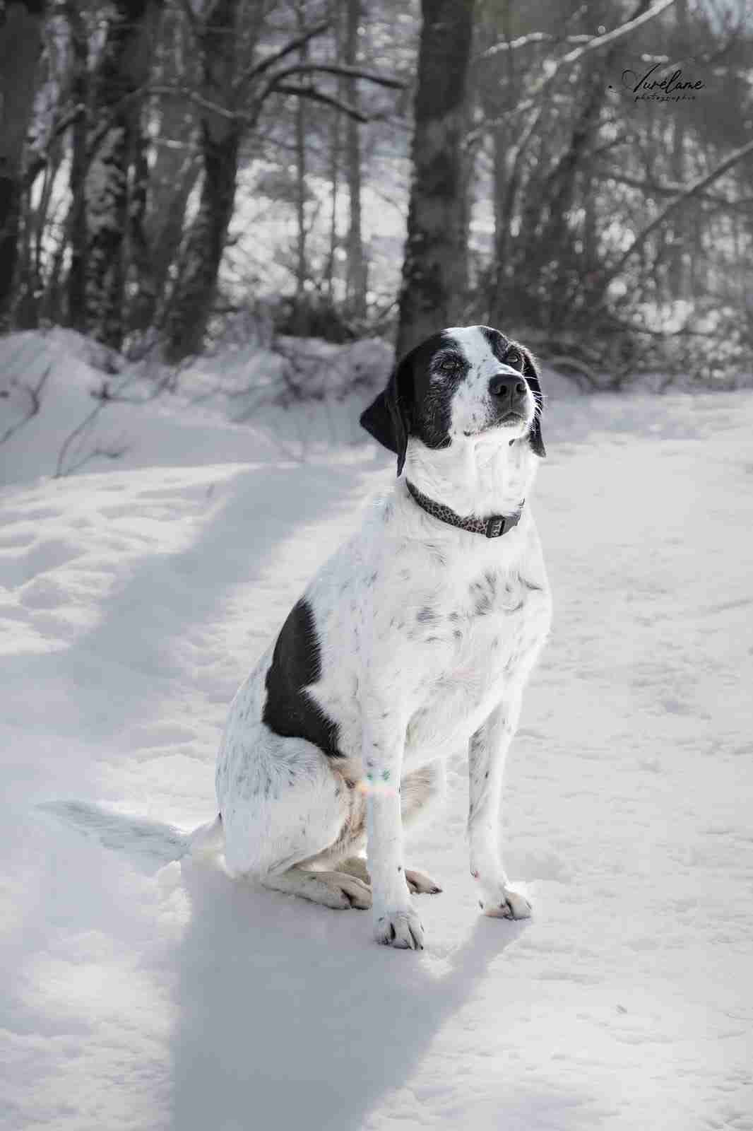 Chienne noire et blanche assise dans un paysage enneigé, regardant calmement vers le haut.
