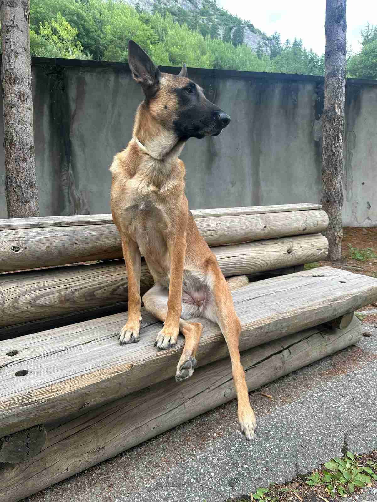 Chien de type berger assis de manière détendue sur un banc en bois, regardant sur le côté.