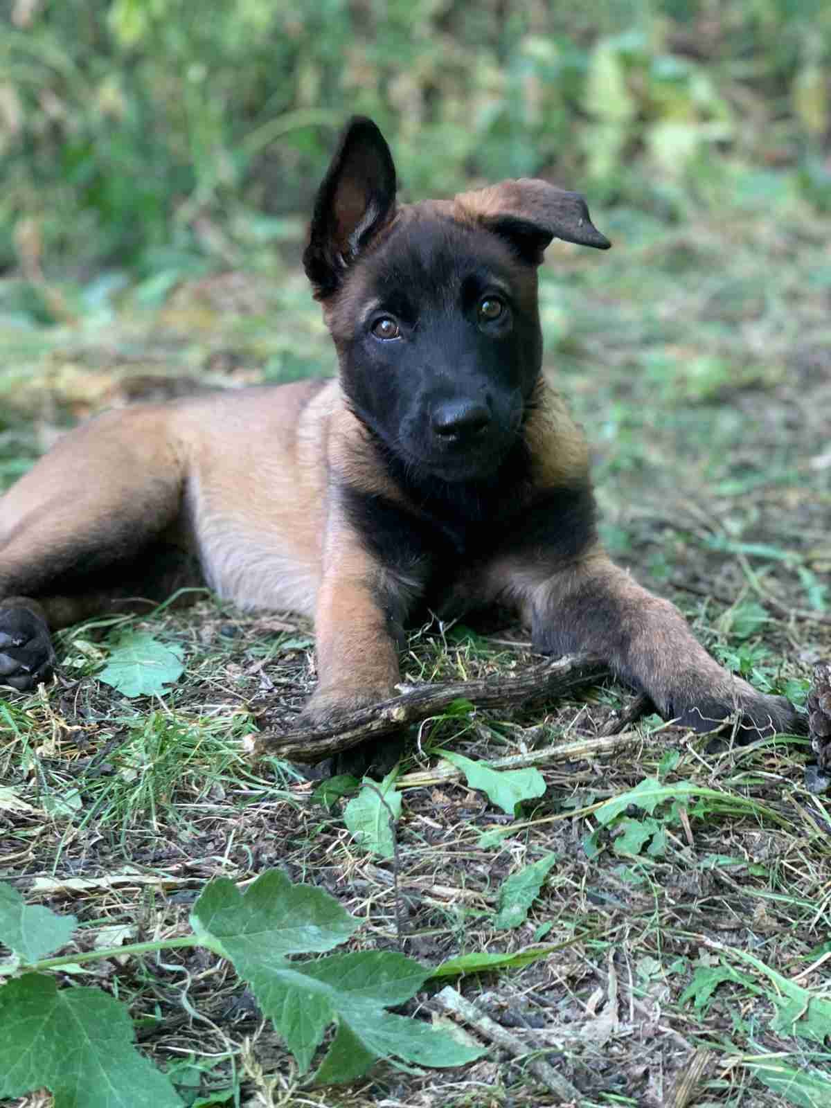 Chiot berger au pelage fauve et noir allongé dans l’herbe, regard curieux dirigé vers l’objectif.