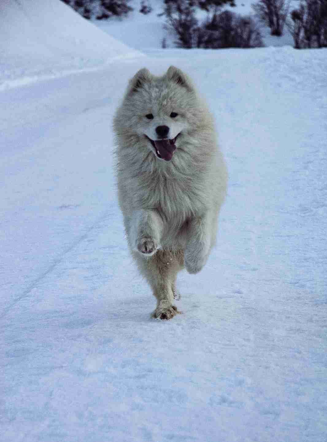 Chien blanc à poils longs courant dans la neige, photographié de face, langue sortie, dans un paysage hivernal lors d'une balade.