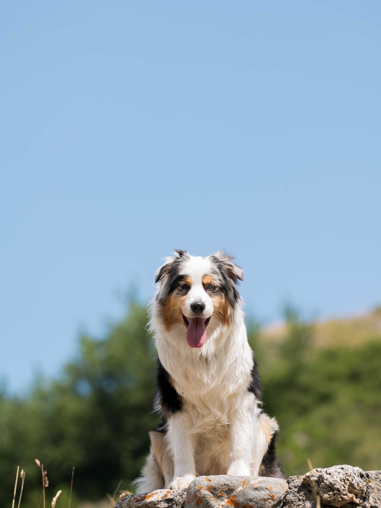 Chien de type berger australien en position d’observation après une séance d’éducation canine avec un éducateur canin en Savoie.